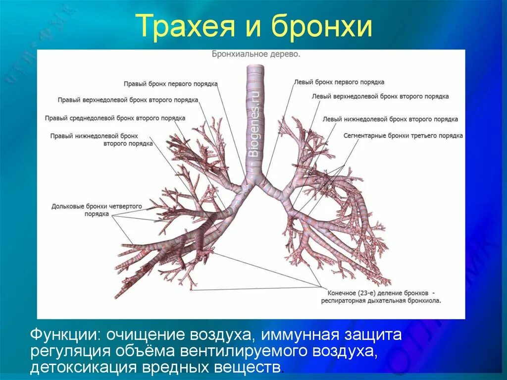 Функции трахеи. Трахея бронхи бронхиальное дерево. Бронхи и бронхиальное дерево функции. Бронхи бронхиолы строение и функции. Функции главные бронхи бронхиальное дерево.