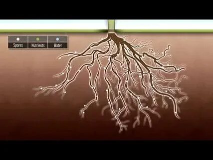 Ro roots