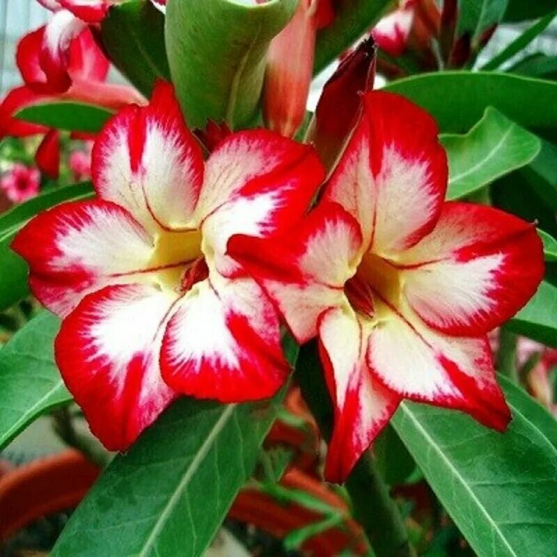 Адениум купить семена интернет. Adenium Obesum Desert Rose ko-69,цветы. Adenium Obesum семена. Адениум Obesum Desert Rose. Adenium Obesum Hybrid.