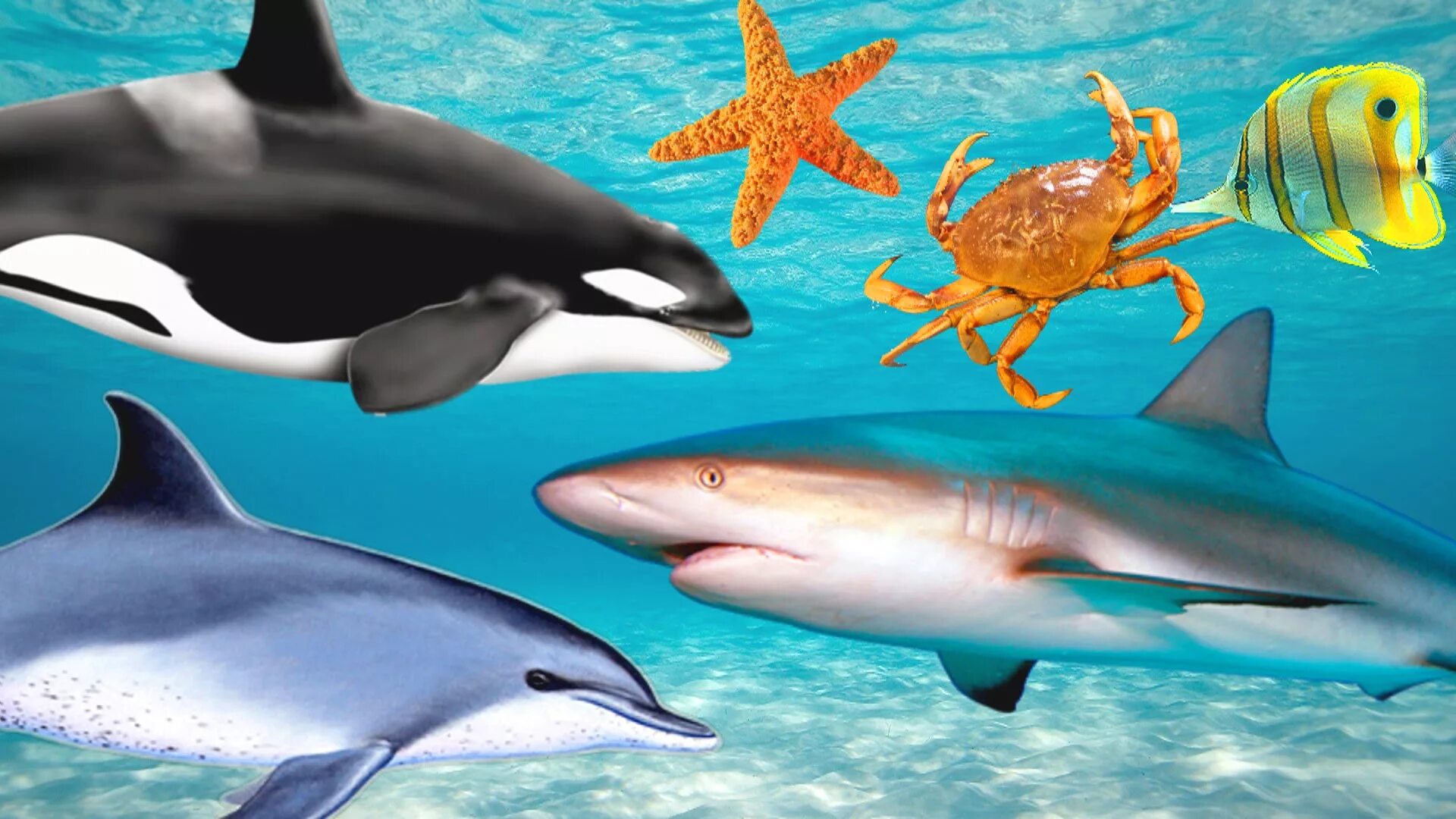 обитатели моря для детей.