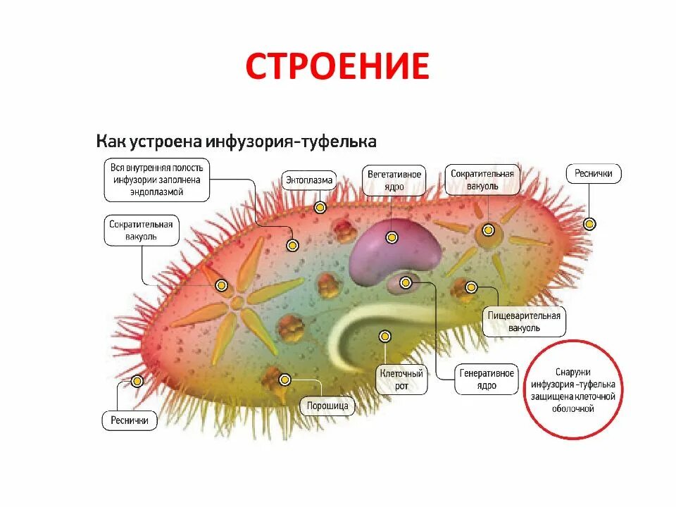 Структуры инфузории туфельки. Одноклеточные организмы инфузория туфелька. Строение простейших инфузория туфелька. Реснички инфузории туфельки строение. Пищеварительная вакуоль инфузории туфельки.