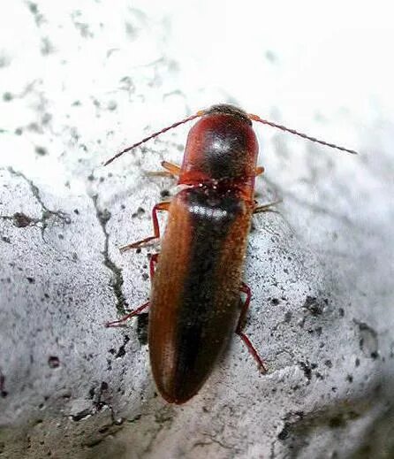 Жук хлебный Точильщик. Dalopius marginatus. Прыгучий Жук. Прыгающий Жук.