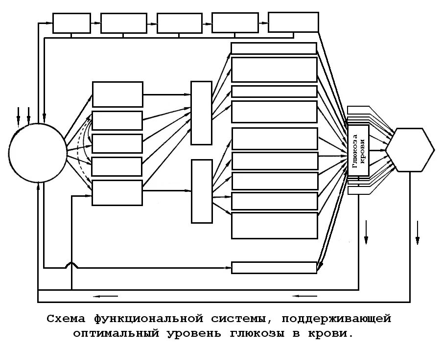 Функциональная система осмотического давления. Функциональная система поддержания оптимального уровня глюкозы. схема функциональной системы, обеспечивающей иммунитет. функциональная система поддержания уровня глюкозы в крови схема. функциональная система питания физиология.