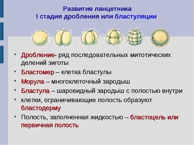 Последовательность развития ланцетника