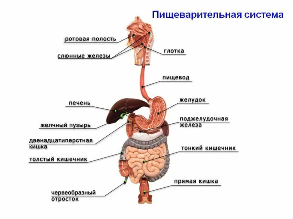 Строение органов пищеварительной системы. Пищеварительная система человека схема органов пищеварения. Пищеварительный тракт человека схема по порядку. Подпишите отделы пищеварительной системы человека. Глотка какие железы