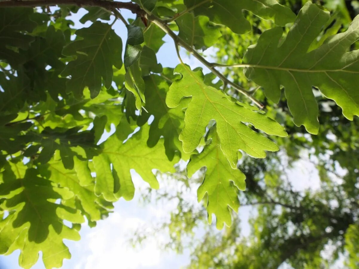 Free Images : nature, branch, sky, sunlight, leaf, foliage, green, produce, bota