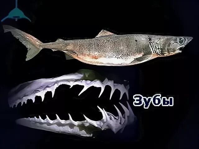 ложно песчаная акула. тигровая акула с длинным хвостом. акула кархародон мегалодон. тигровая акула нападение. песчаная акула аватар.