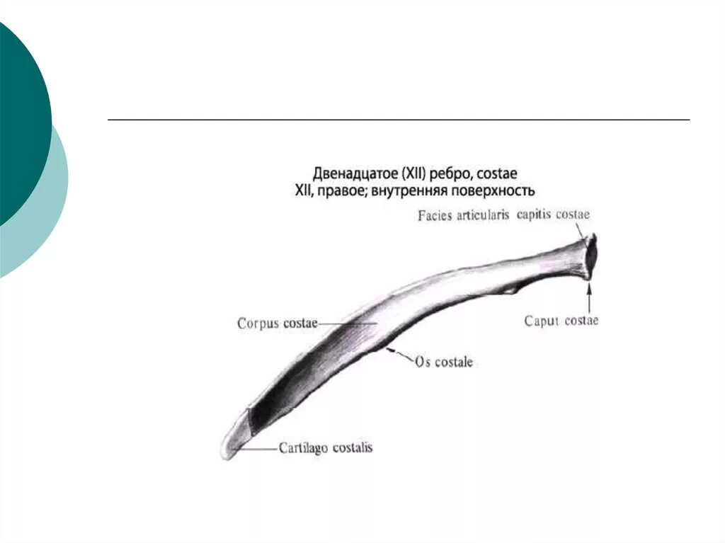 Левое и правое ребро. Строение 11 и 12 ребра. Двенадцатое ребро. Двенадцатое ребро анатомия. XII ребро.