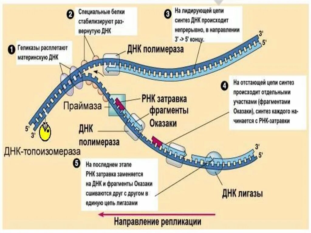 Осуществляется днк полимеразой. Днк полимераза функции. днк полимераза 1. функции днк полимеразы 1. виды полимеразы.