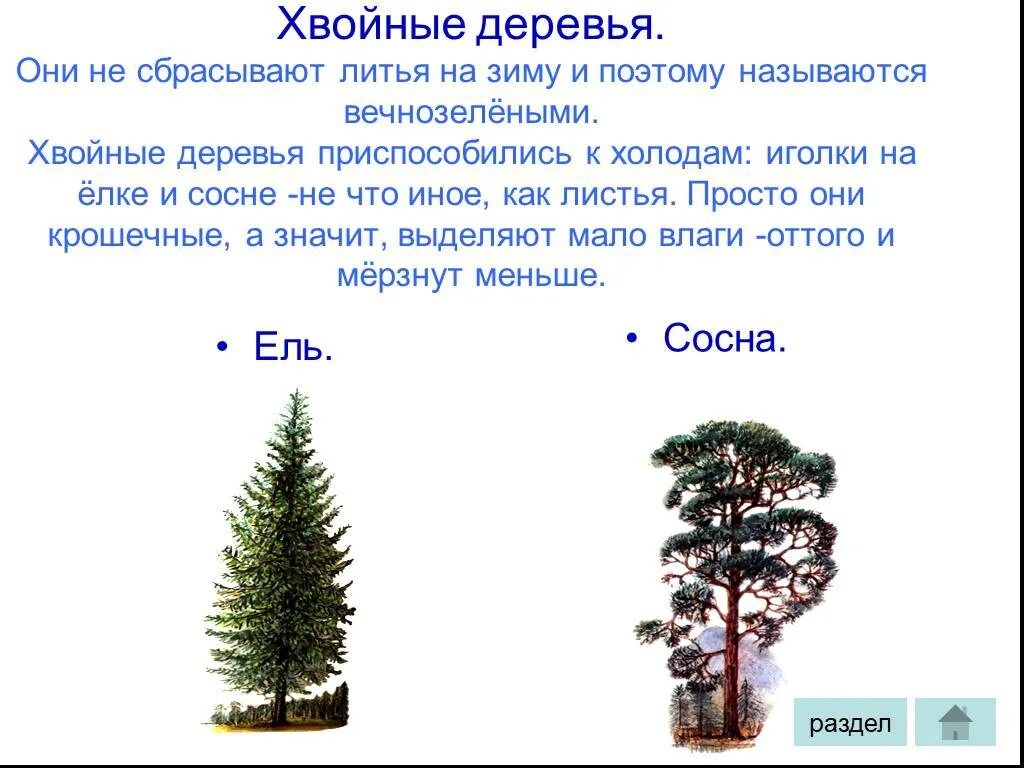 Что нужно хвойным. Хвойные деревья. Лиственные и хвойные деревья. Класс хвойных деревьев. Небольшие хвойные деревья.