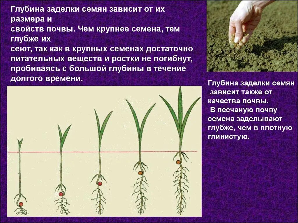 Определение всхожести семян культурных растений. Глубина заделки семян. Глубина заделки семян зависит. Глубина посева семян. Глубина заделки семян в почву.