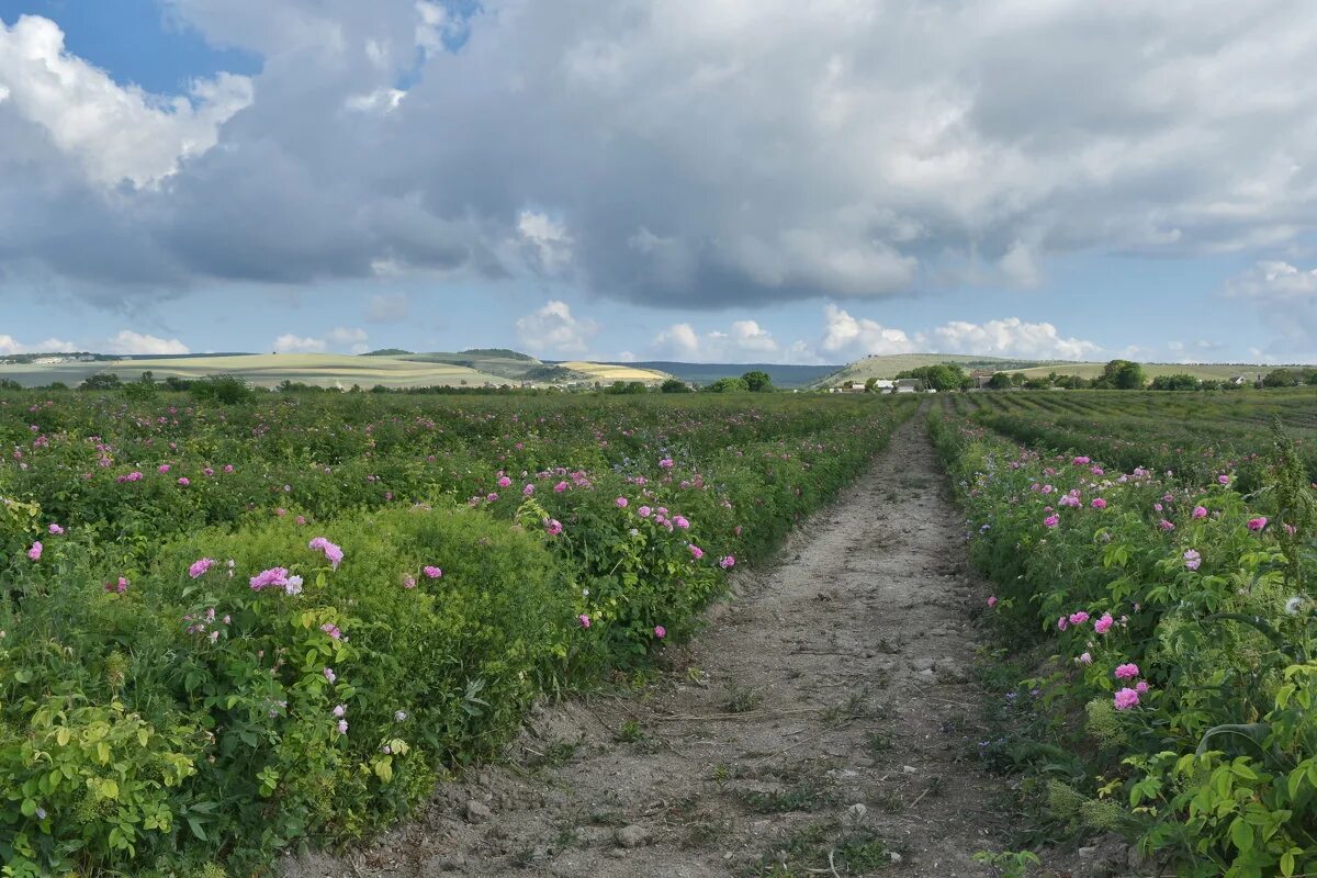 Розовое поле в крыму. Розовые поля в Крыму Тургеневка. Тургеневка Долина роз Крым. Крым-Тургеневка розовые плантации.