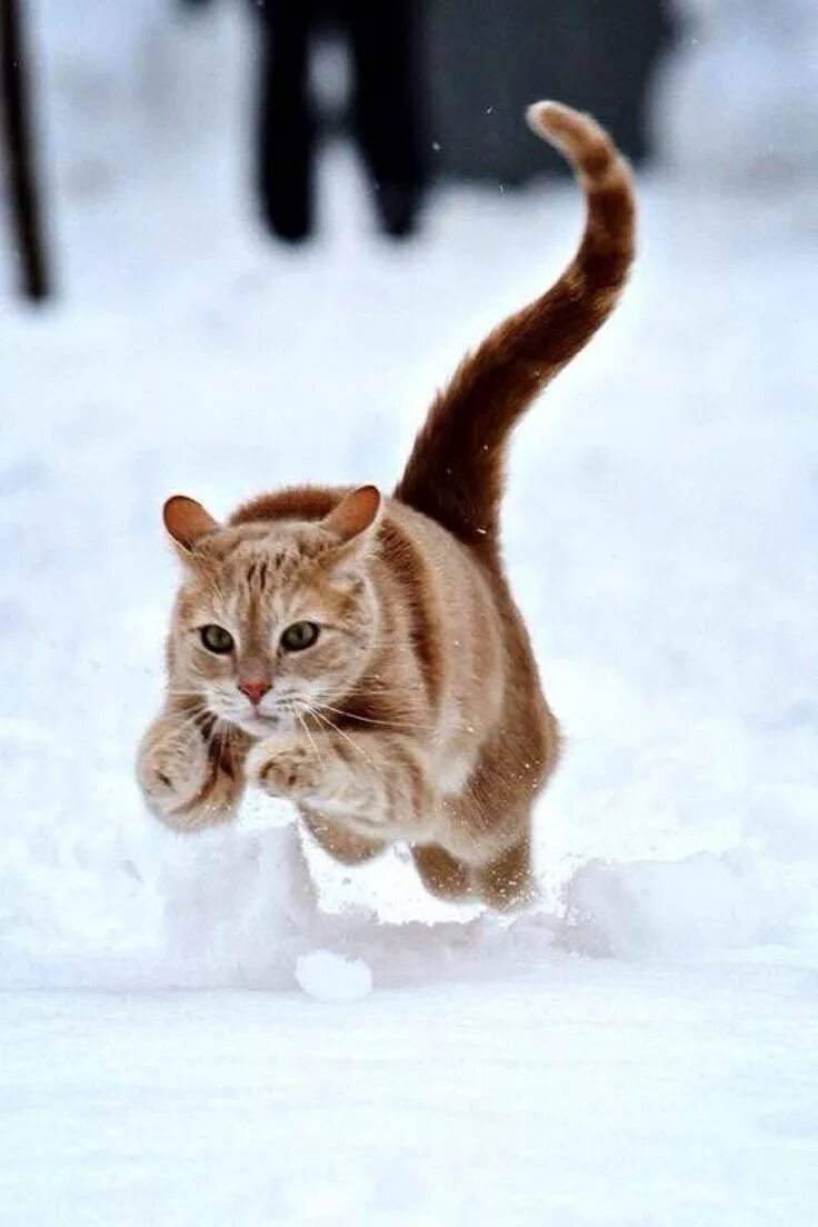 Кошка бежит. Кошка в снегу. Кот бежит по снегу. Кот в прыжке.