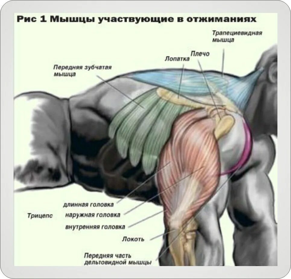 Отжимания на какие группы. Отжимания мышцы. Группы мышц при отжимании. Какие мышцы качаются при отжимании. Группы мышц задействованные при отжимании.