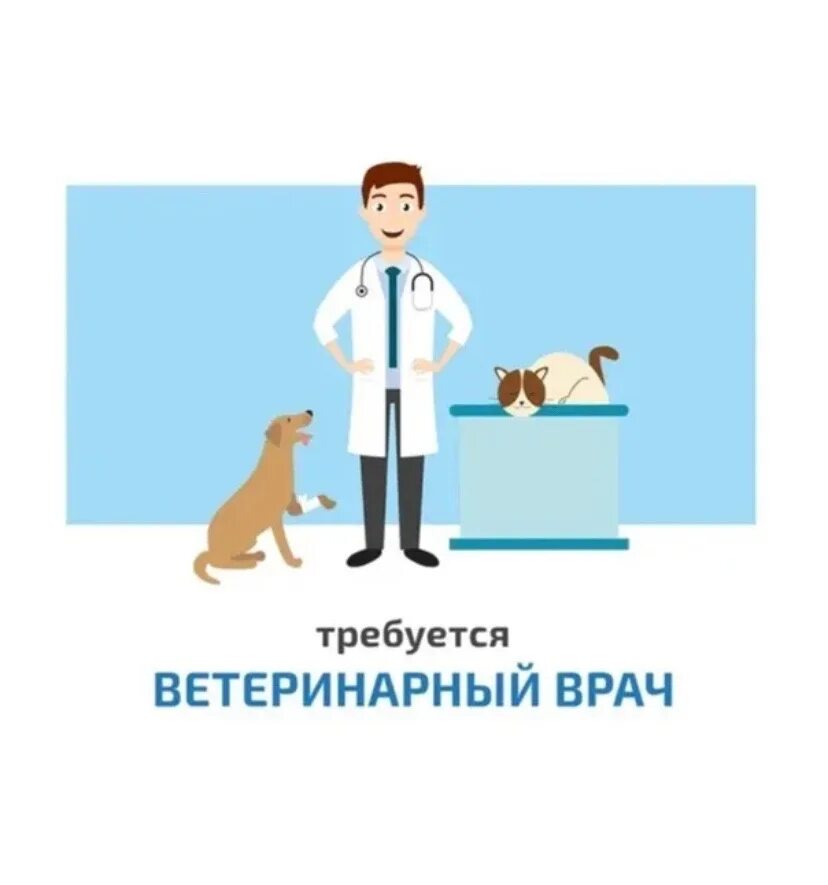 Ветеринарный врач. Требуется ветеринарный врач. Ассистент ветеринарного врача. Вакансия ветеринарный врач. Отзыв врачу ветеринару