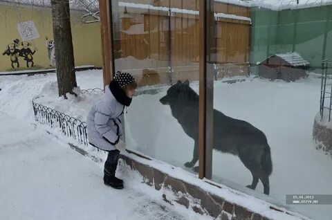 Лимпопо нижний новгород режим