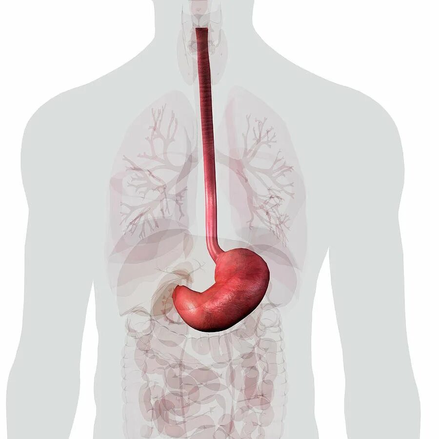 Пищевод без желудка. Органы человека пищевод. Желудок и пищевод человека. Зарисовать пищевод. Изображение пищевода желудка человека.