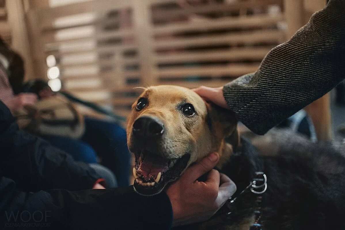 Песики поддерживают. Собака поддерживает. Пес техподдержка. Фестиваль Woof Новосибирск. Ник питомцу