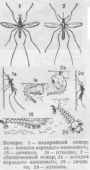 Какое развитие у малярийного комара. Личинка малярийного комара строение. Стадии развития малярийного комара. Комар малярийный и обыкновенный. Куколка малярийного комара строение.