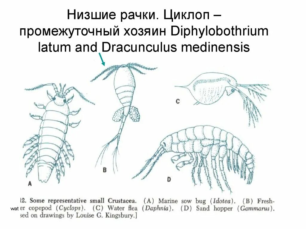 Циклоп промежуточный хозяин. Циклоп биология строение. Дифиллоботриоз жизненный цикл. Жизненный цикл циклопа. Промежуточный хозяин рачок циклоп.