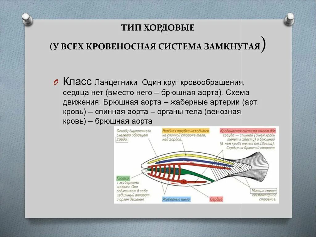 Тип Хордовые кровеносная система. Кровеносная система хордовых. Кровеносная система Хордо. Крове ностная система хордоввх замкнута. Кровообращение ланцетника