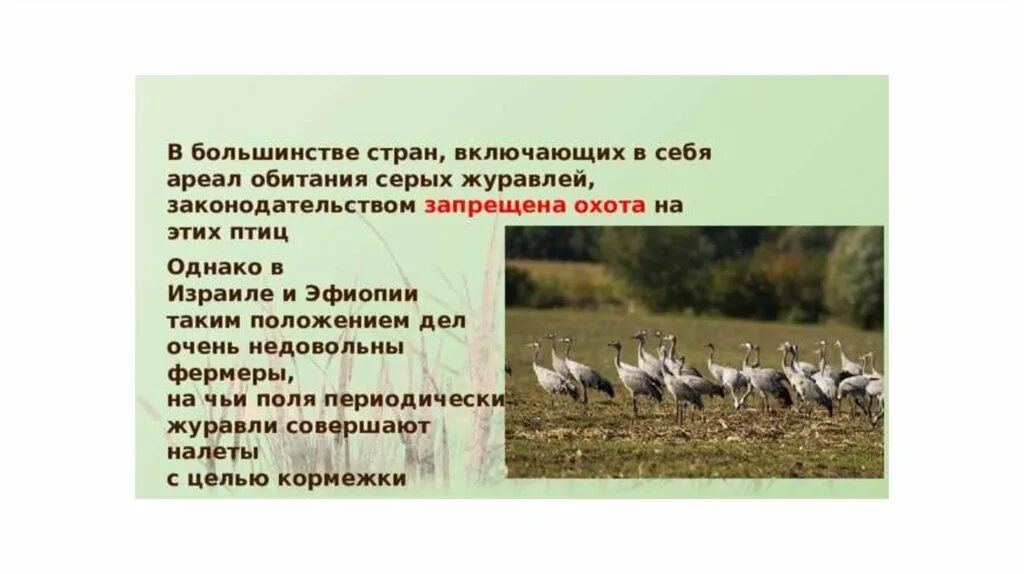 Журавль место обитания. Журавль ареал обитания. серый журавль ареал. ареал обитания стерха. ареал обитания японского журавля.