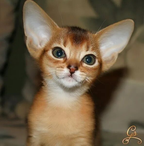 Сфинкс Абиссинская Ориентал. Ушастый кот порода Ориентал. Абиссинская лиловый. Абиссинская метиска.