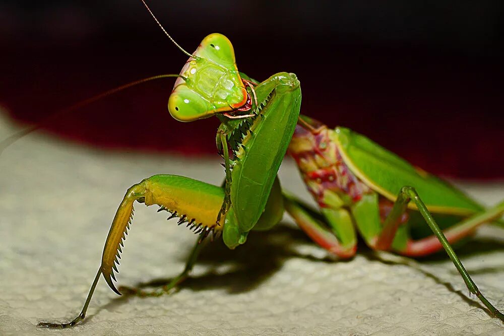 земляной богомол. богомол мантис(бабочка). жук богомол. богомол обыкновенный. строение богомола обыкновенного.