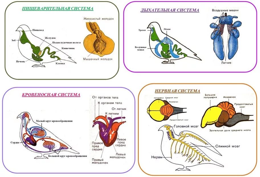 Класс птицы картинка. Внутреннее строение птиц система органов и органы. Внутреннее строение птицы с системами. Дыхательная система птиц 7 класс биология таблица. Дыхательная система птиц схема биология.