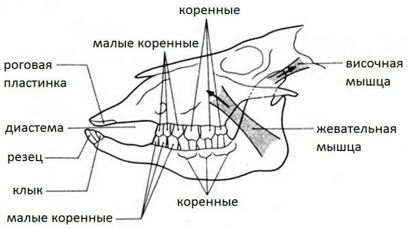 Зубы парнокопытных млекопитающих