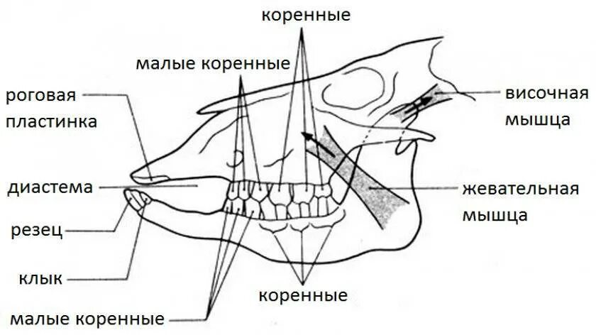 Какую особенность имеют резцы у грызунов. Строение челюстей жвачных. Строение зубной системы коровы. Строение зубов жвачных животных. Строение челюсти и зубов у коров.