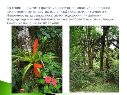 Произрастать или произрастать