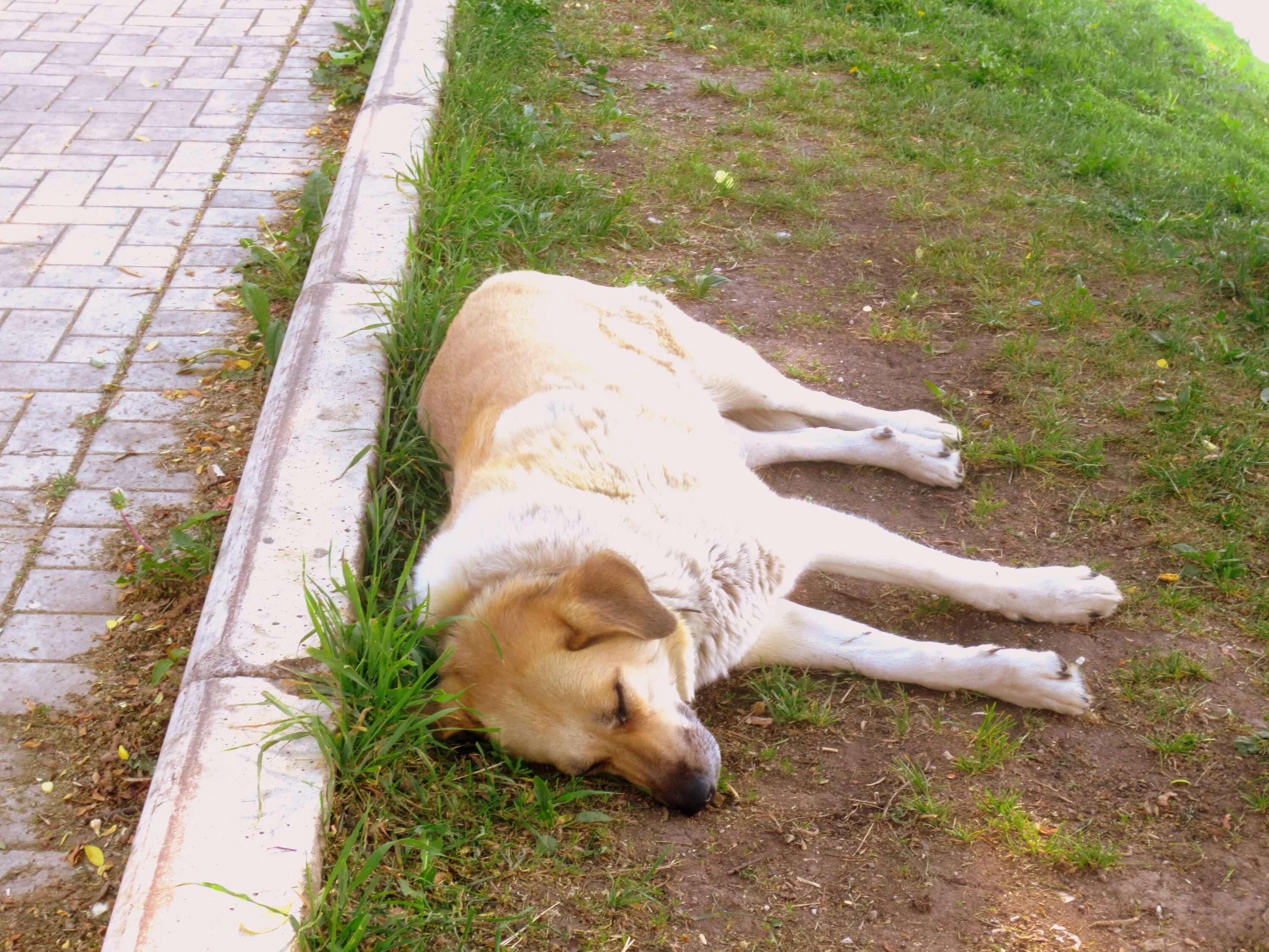 Пассивная собака. Пассивная собака. Собака лежит. Собака валяется. Пассивная собака.