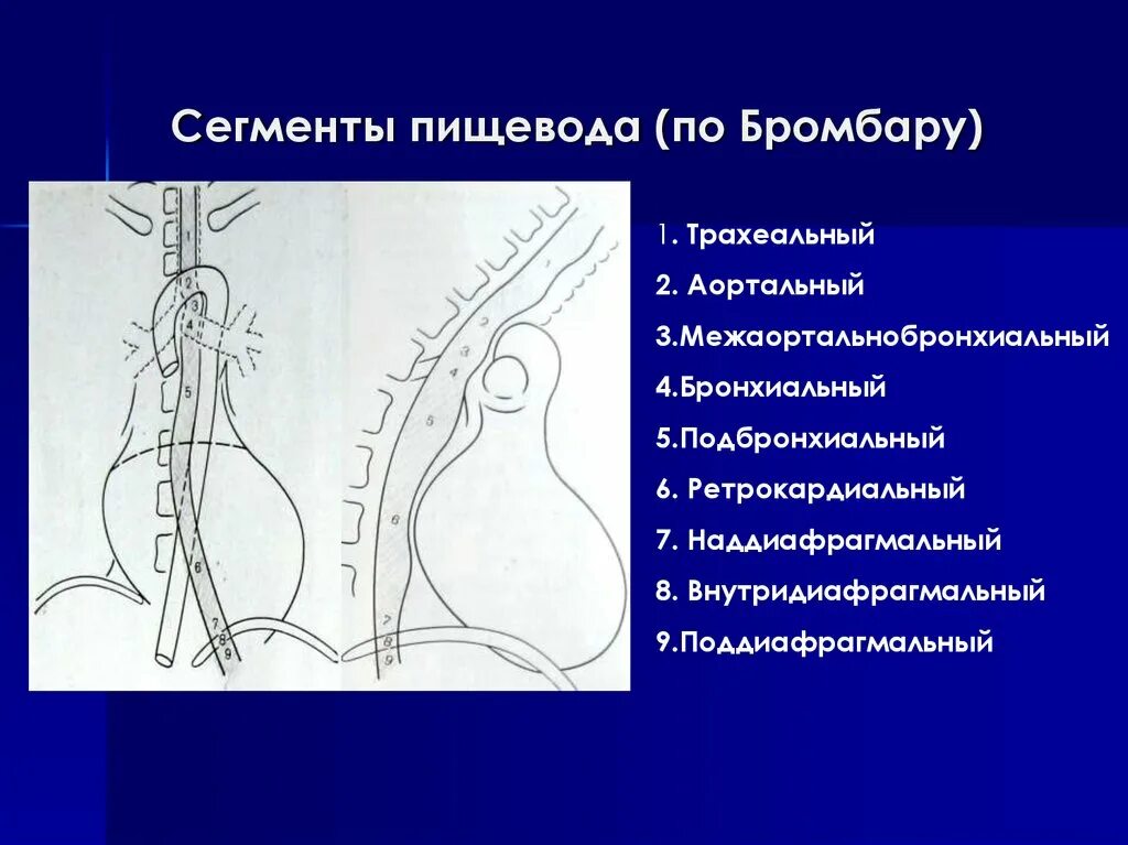 5 отделов пищевода. Сегменты пищевода по Бромбару рентген. Поддиафрагмальный сегмент пищевода. Аортальный сегмент пищевода. Анатомия пищевода рентген.