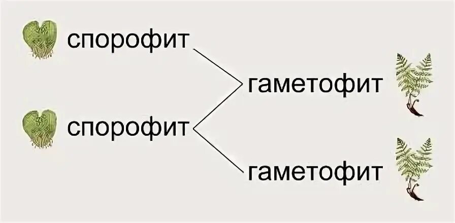 Для растения спорофита характерно. Спорофит. Схема размножения споровых растений 6 класс.