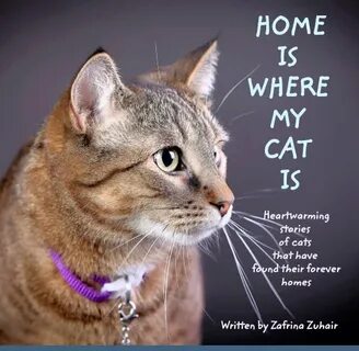 My cat's