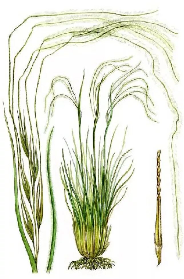 Растения степи рисунок. Типичные растения степи. Растения степи названия. Характерные растения степейстепей. Ковыль ареал.