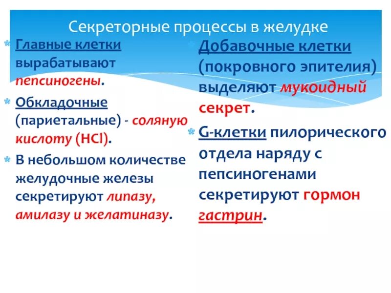 Добавочные клетки желудка. Добавочные клетки желудка вырабатывают. Главные и обкладочные клетки желудка. Добавочные клетки секретируют. Главные клетки желудка вырабатывают