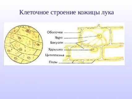 Оболочка кожица