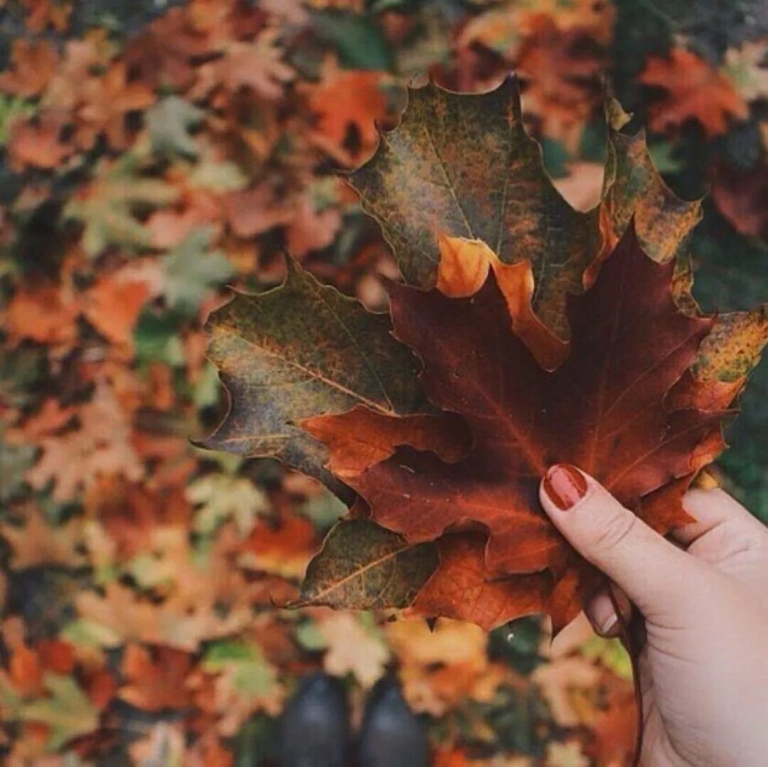 Осенние высказывания. Цитаты про осень. Мудрая осень. Осень цитаты красивые. Даже самой теплой осенью листья