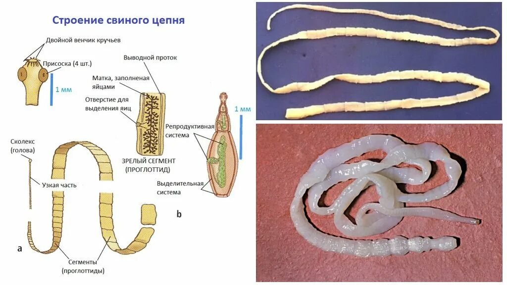 Строение внутренних паразитов. Ленточные черви цепень. Ленточный червь цепень. Ленточные черви бычий цепень. Строение ленточного червя бычий цепень.
