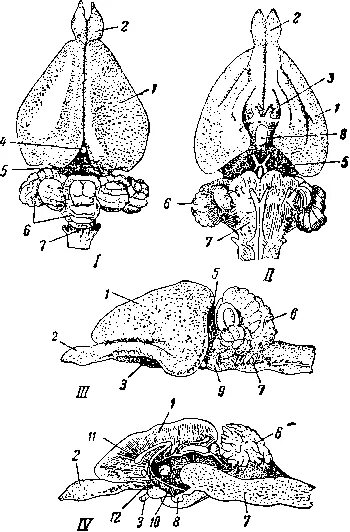 Промежуточный мозг млекопитающих. Головной мозг млекопитающего сверху и снизу. Головной мозг млекопитающих кролик. Строение головного мозга кролика. Мозг кролика строение.