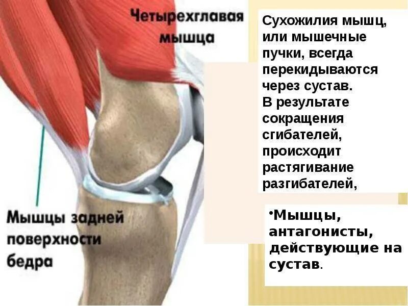 Колена ли. Коленный сустав. Боль под коленным суставом. Сгибание коленного сустава.