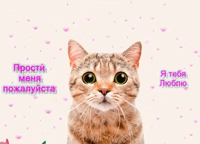 Прости меня. Прости пожалуйста. Прости меня любимый. Люблю тебя прости пожалуйста