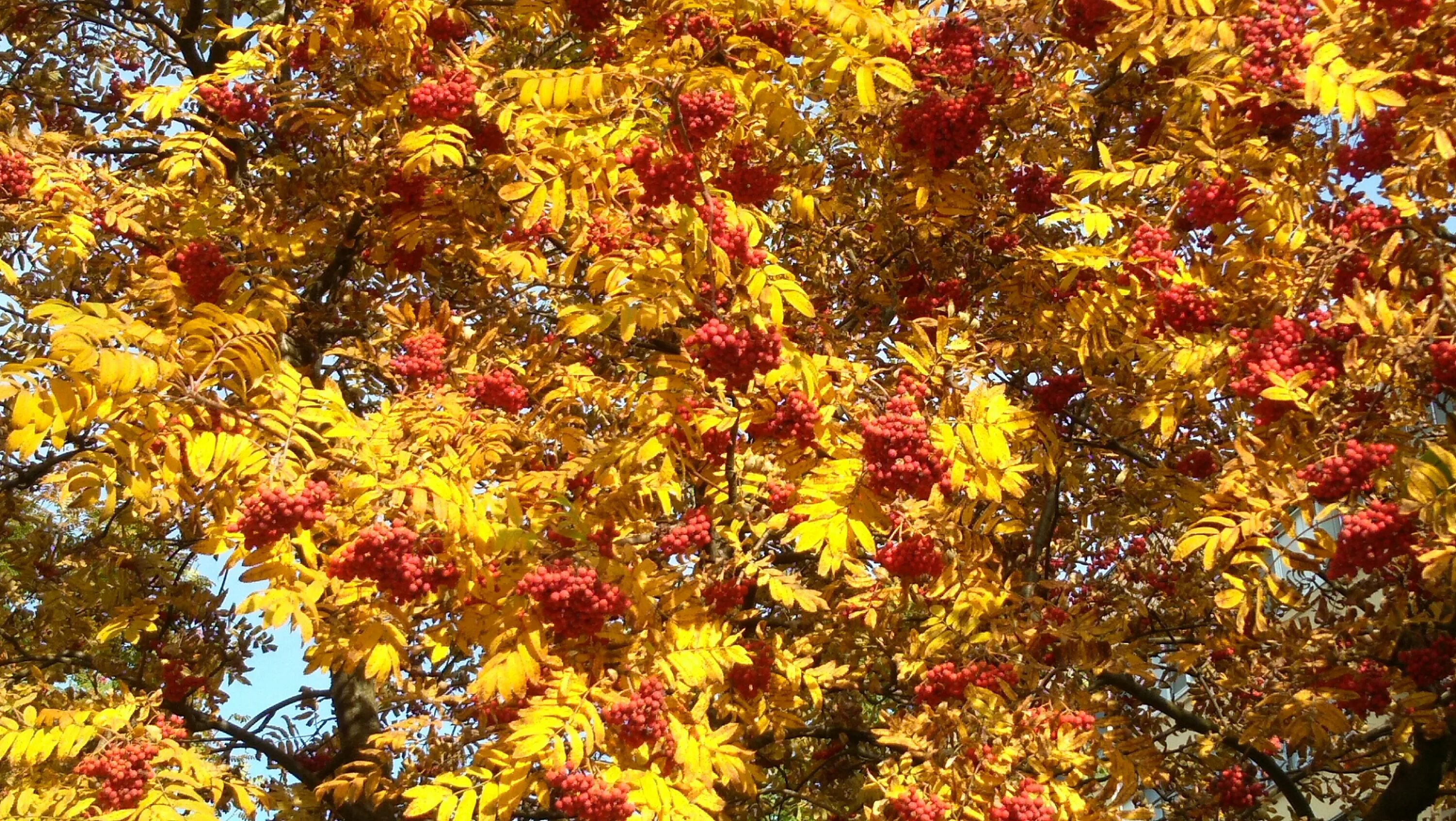 Autumn colours take centre stage in Canada CBC News