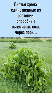 Какое растение вытягивает