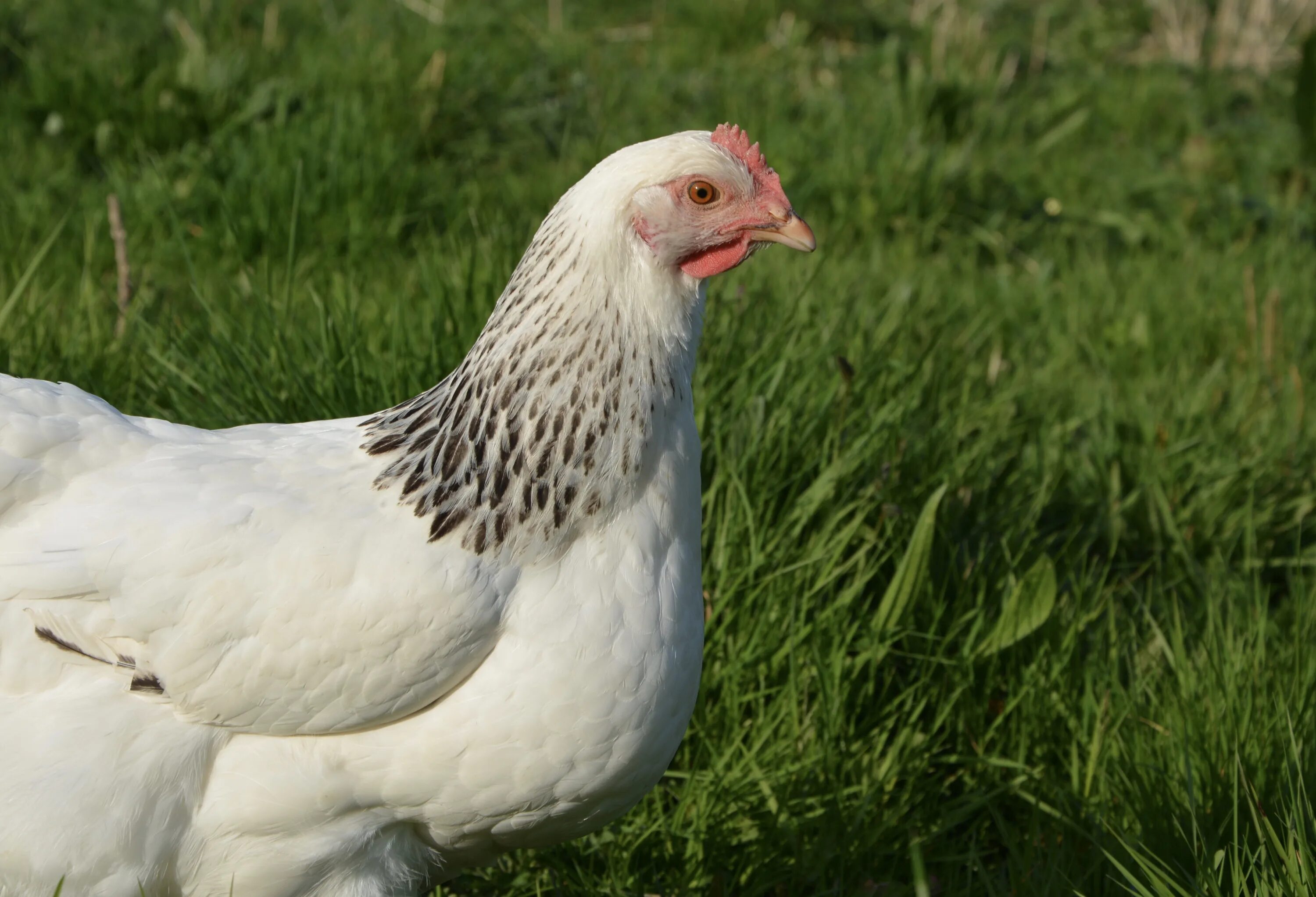 Черно белая порода кур. Белая курица. Куры несушки. Несушки белые. Белые куры.