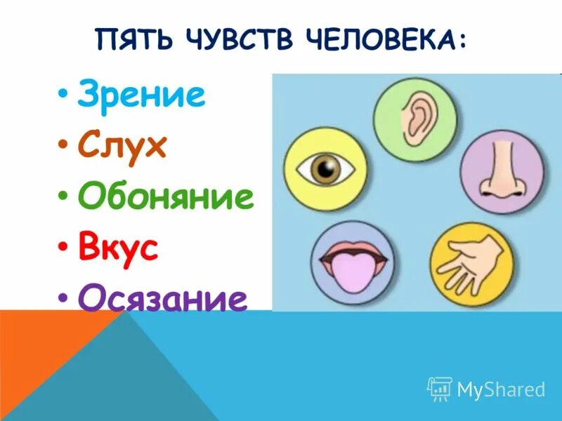 Чай травяной горный алтай иван-чай с цветом гибискуса. Система органов чувств схема. Рисунки орган зрения, орган слуха , орган обоняния. Кислый привкус во рту после еды. Запах слышать чувствовать осязать.
