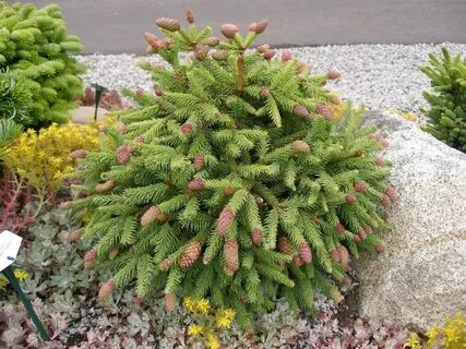 Picea abies