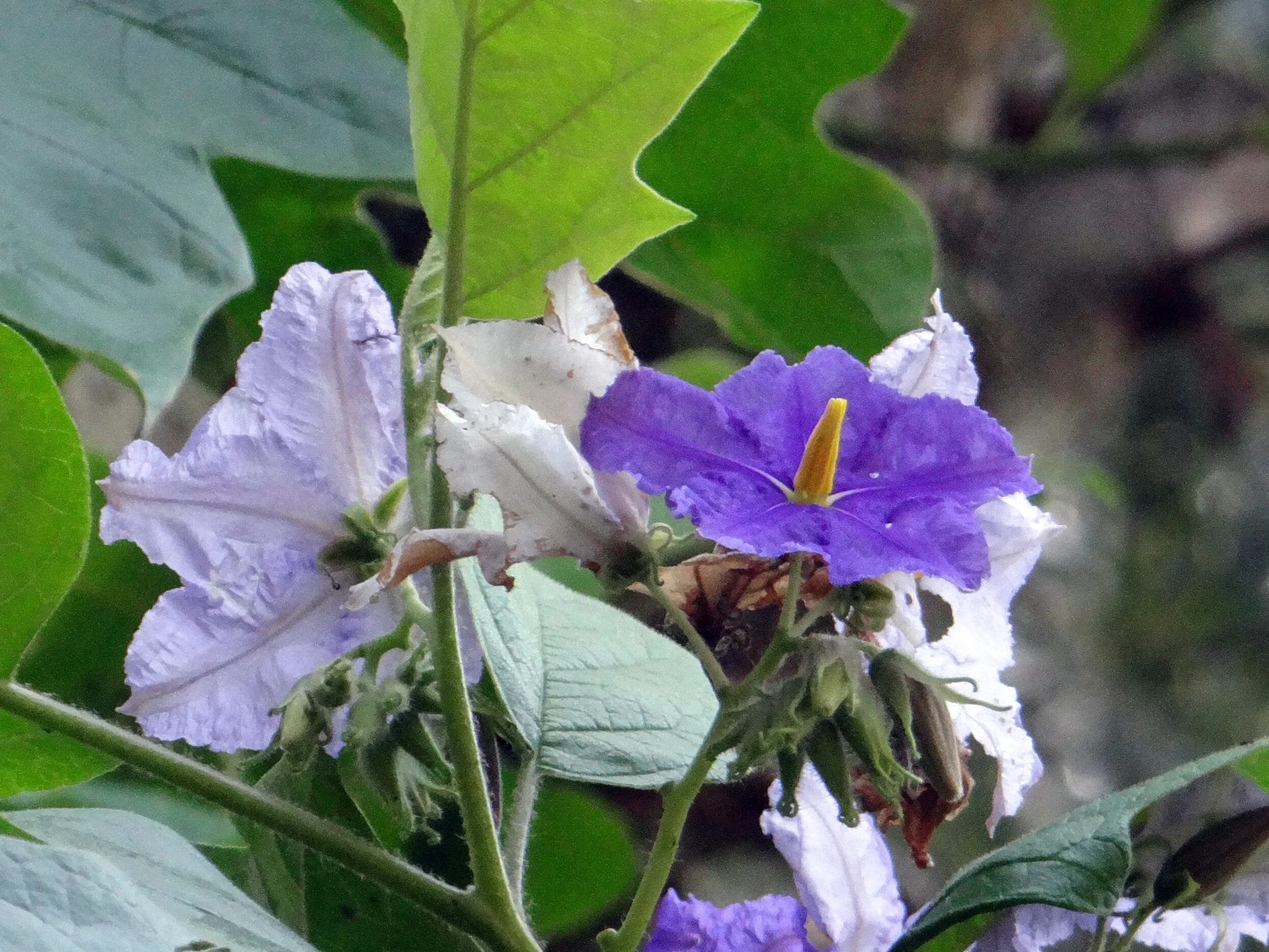 Solanum macranthum. Solanum растение. Семейство Пасленовые лианы. Семейство цветка картофеля